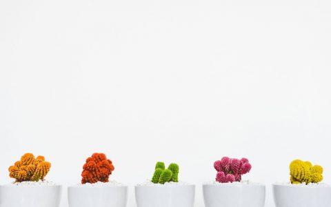 Imagen con fondo blanco y cinco macetas inferiores con suculentas.