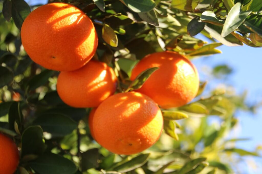 Naranjas Valencianas en árbol.
